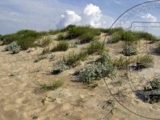 Eryngium-maritimum_Витязево_стация